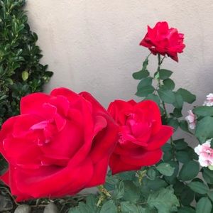 Meet your Posher, Barbara